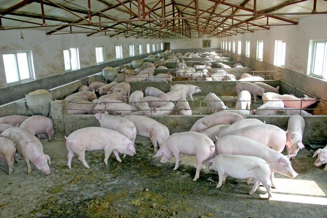 養(yǎng)殖場(chǎng)廢水處理設(shè)備價(jià)格一般多少錢？-藍(lán)膜